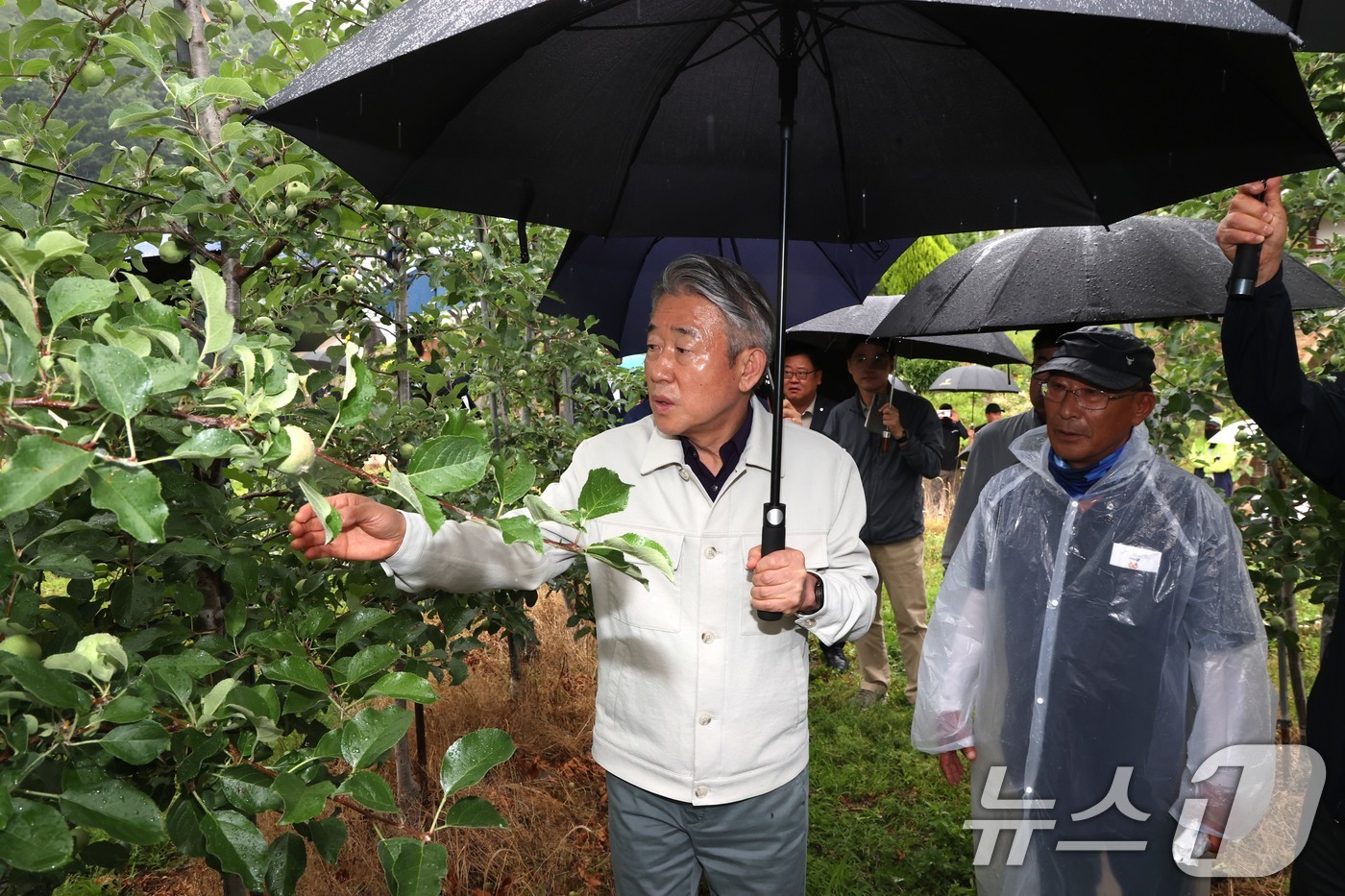 강호동 농협중앙회장, 경북 우박 피해농가 현장점검 - 뉴스1