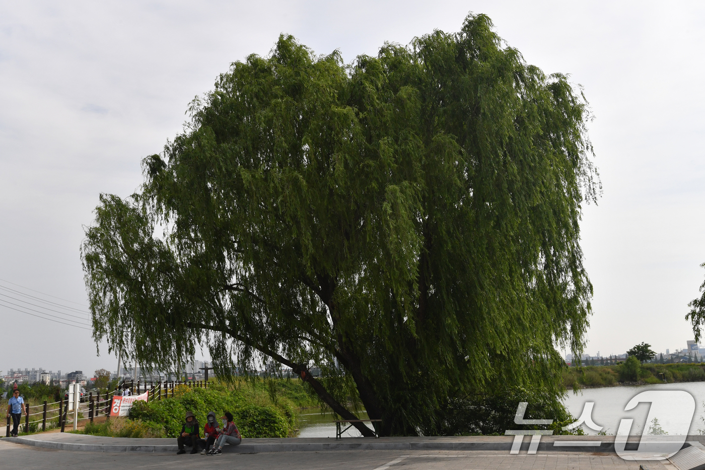 (포항=뉴스1) 최창호 기자 = 17일 오전 경북 포항시 남구 대송면 남성리에 있는 조박 저수지에서 산책 나온 시민들이 나무 그늘 아래에 앉아 쉬고 있다. 2025.6.17/뉴스1 …