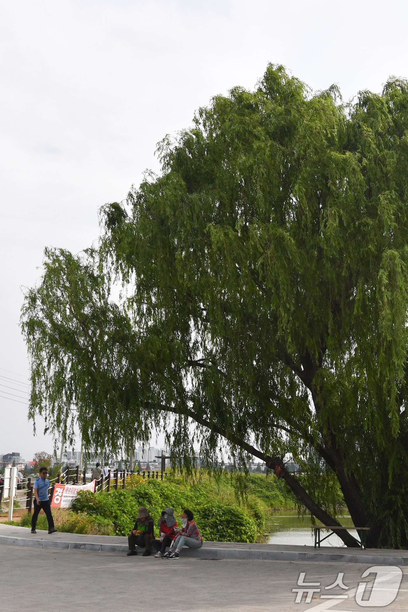 (포항=뉴스1) 최창호 기자 = 17일 오전 경북 포항시 남구 대송면 남성리에 있는 조박 저수지에서 산책 나온 시민들이 나무 그늘 아래에 앉아 쉬고 있다. 2025.6.17/뉴스1 …