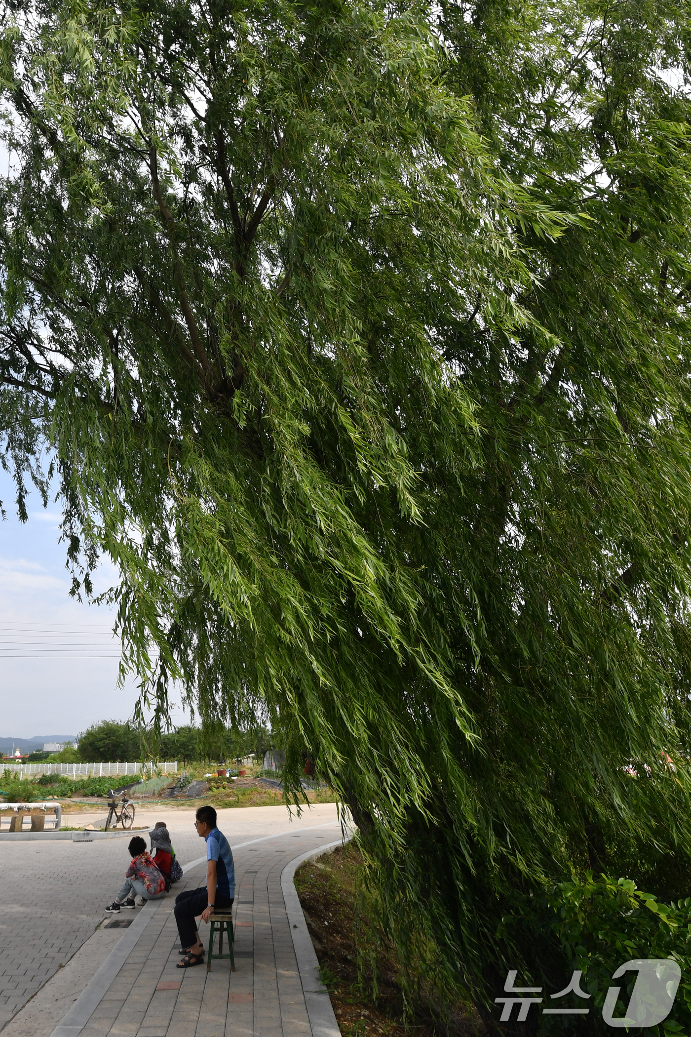 (포항=뉴스1) 최창호 기자 = 17일 오전 경북 포항시 남구 대송면 남성리에 있는 조박 저수지에서 산책 나온 시민들이 나무 그늘 아래에 앉아 쉬고 있다. 2025.6.17/뉴스1 …