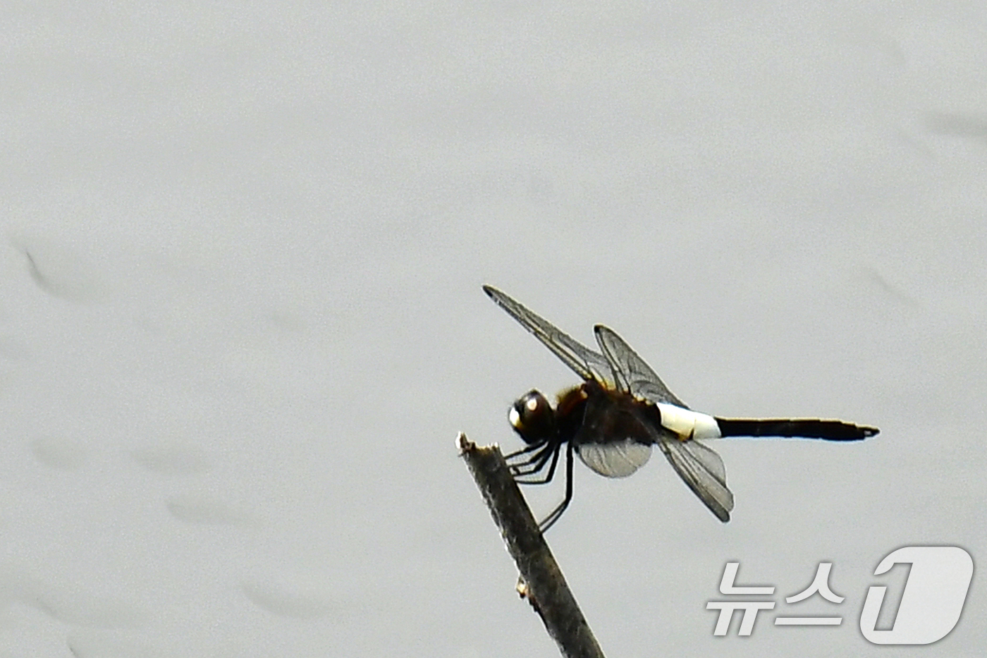 (포항=뉴스1) 최창호 기자 = 17일 오전 경북 포항시 남구 대송면 남성리에 있는 조박 저수지에  잠자리가 나뭇가지에 앉아 있다. 2025.6.17/뉴스1