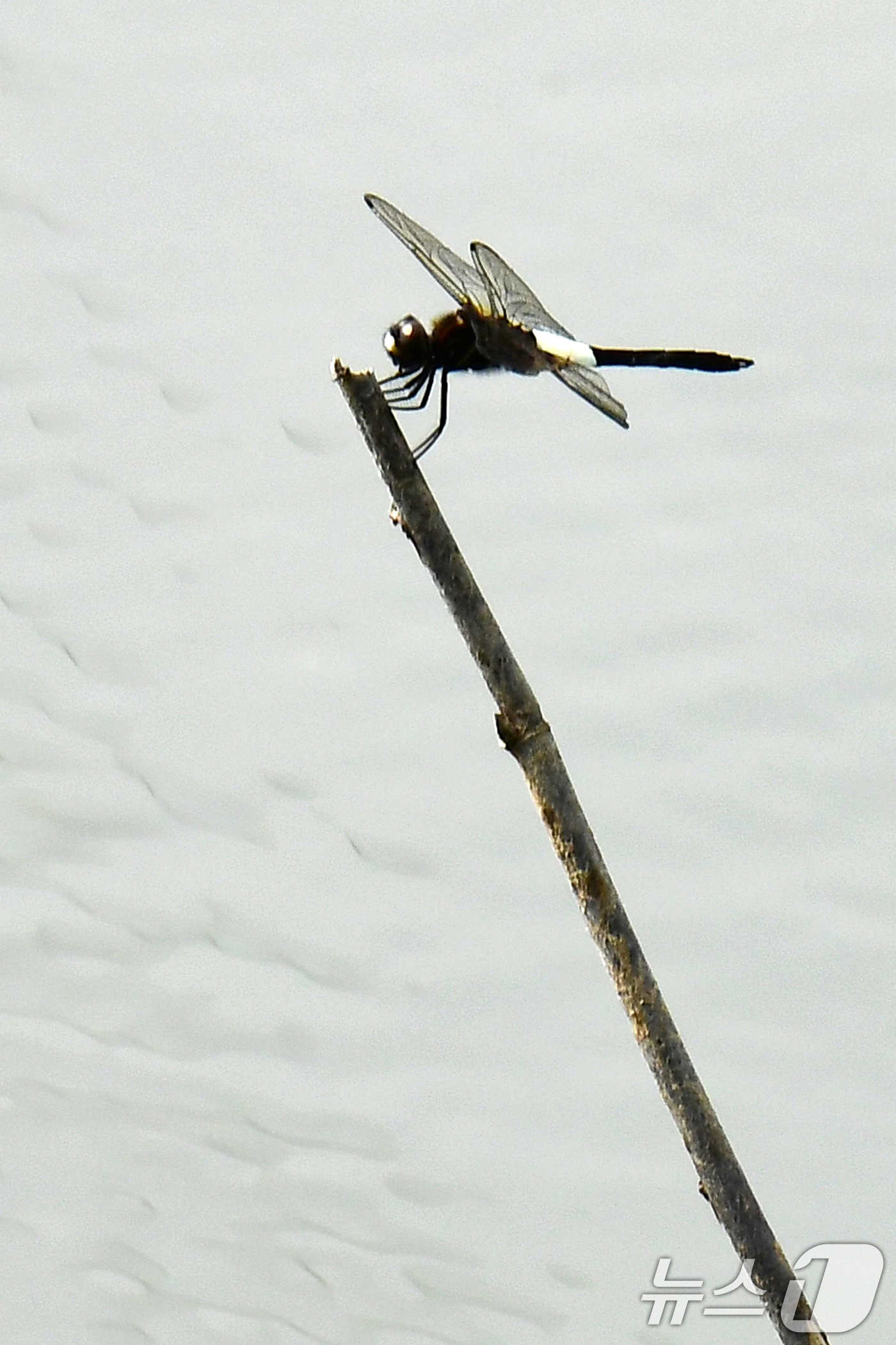 (포항=뉴스1) 최창호 기자 = 17일 오전 경북 포항시 남구 대송면 남성리에 있는 조박 저수지에  잠자리가 나뭇가지에 앉아 있다. 2025.6.17/뉴스1