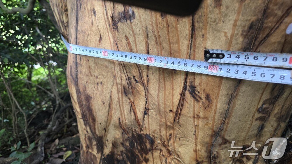 본문 이미지 -  제주의 한 임야에서 껍질이 벗겨진 후박나무 수십그루가 확인됐다.(제주자연의 벗 제공. 재판매 및 DB 금지)/뉴스1 