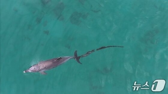 본문 이미지 - 지난 9일 제주시 구좌읍 한동리 해상에서 꼬리지느러미에 폐어구가 추가로 걸린 채 발견된 남방큰돌고래 '행운'.(다큐제주·제주대 고래해샹생물보전연구센터 제공. 재판매 및 DB 금지)/뉴스1
