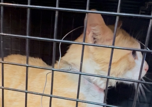 "누가 이런 짓을"…고양이 목에 감긴 철사, 매듭 보니 학대 추정