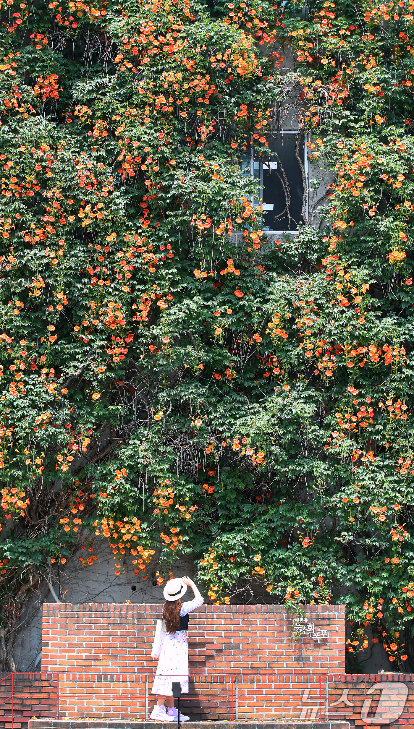 (대구=뉴스1) 공정식 기자 = 일 년 중 태양이 가장 높이 뜨고 낮의 길이가 가장 길다는 하지(夏至)를 나흘 앞둔 17일 대구 중구 대봉1동 행정복지센터 인근 건물 외벽에 활짝 …