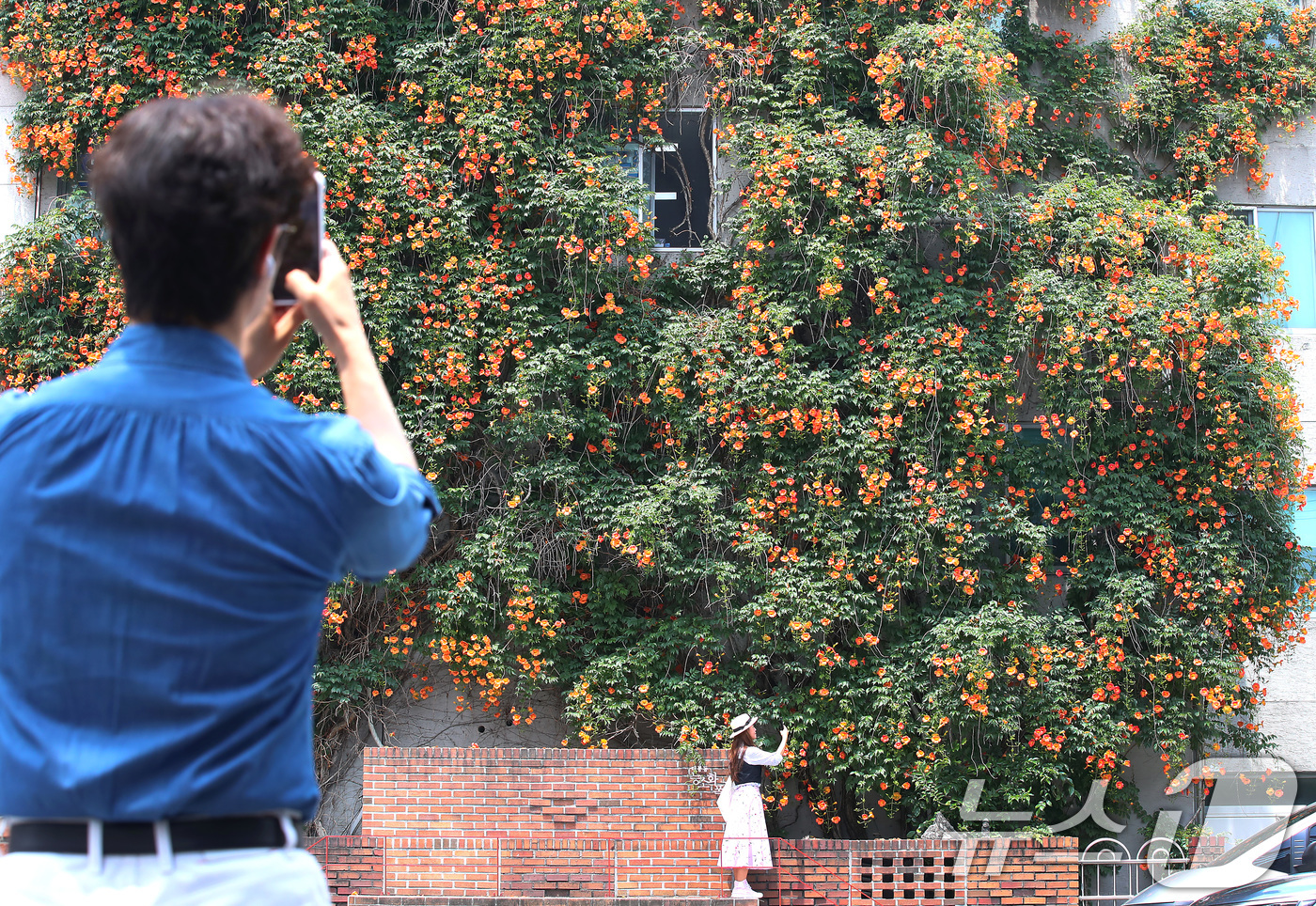 (대구=뉴스1) 공정식 기자 = 일 년 중 태양이 가장 높이 뜨고 낮의 길이가 가장 길다는 하지(夏至)를 나흘 앞둔 17일 대구 중구 대봉1동 행정복지센터 인근 건물 외벽에 활짝 …