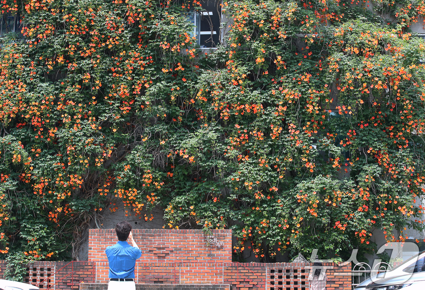 (대구=뉴스1) 공정식 기자 = 일 년 중 태양이 가장 높이 뜨고 낮의 길이가 가장 길다는 하지(夏至)를 나흘 앞둔 17일 대구 중구 대봉1동 행정복지센터 인근 건물 외벽에 활짝 …