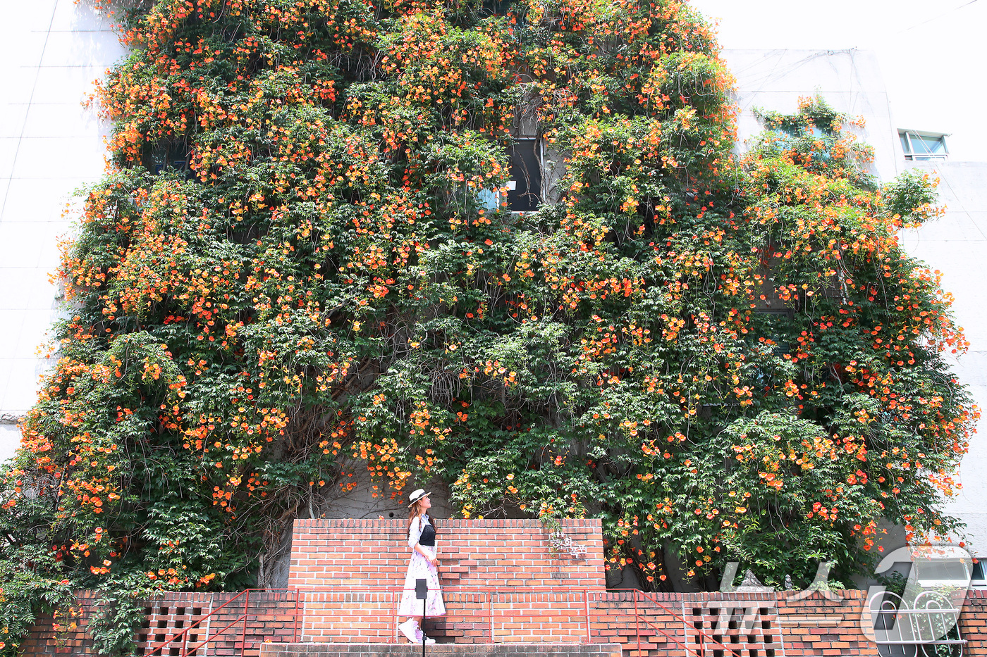 (대구=뉴스1) 공정식 기자 = 일 년 중 태양이 가장 높이 뜨고 낮의 길이가 가장 길다는 하지(夏至)를 나흘 앞둔 17일 대구 중구 대봉1동 행정복지센터 인근 건물 외벽에 활짝 …