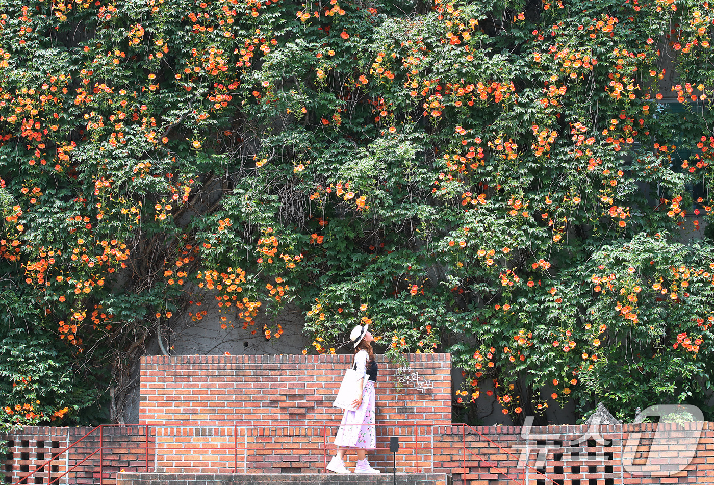 (대구=뉴스1) 공정식 기자 = 일 년 중 태양이 가장 높이 뜨고 낮의 길이가 가장 길다는 하지(夏至)를 나흘 앞둔 17일 대구 중구 대봉1동 행정복지센터 인근 건물 외벽에 활짝 …
