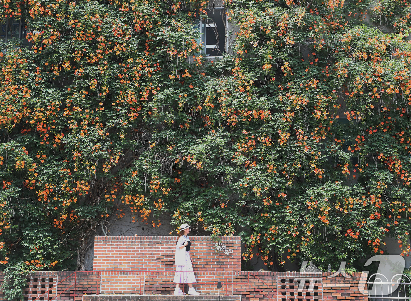 (대구=뉴스1) 공정식 기자 = 일 년 중 태양이 가장 높이 뜨고 낮의 길이가 가장 길다는 하지(夏至)를 나흘 앞둔 17일 대구 중구 대봉1동 행정복지센터 인근 건물 외벽에 활짝 …