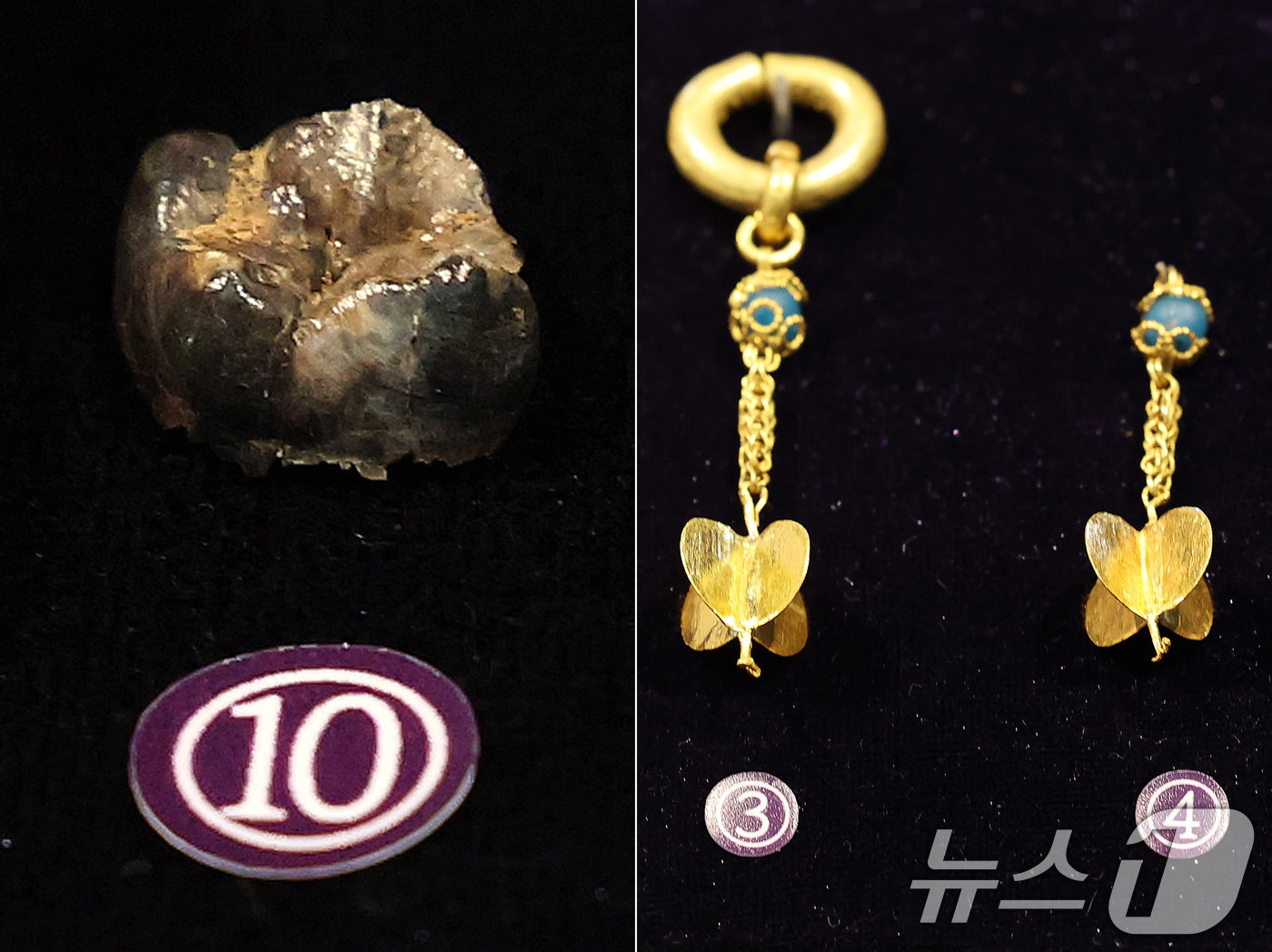 (서울=뉴스1) 박세연 기자 = 17일 서울 중구 한국의집에서 열린 ‘공주 무령왕릉과 왕릉원 조사성과’ 언론공개회에서 출토된 유물인 백제 23대왕 삼근왕의 어금니로 추정되는 치아( …