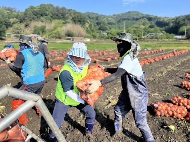 전북농협, 집중호우 피해 입은 완주 양파 농가 일손 돕기 나서