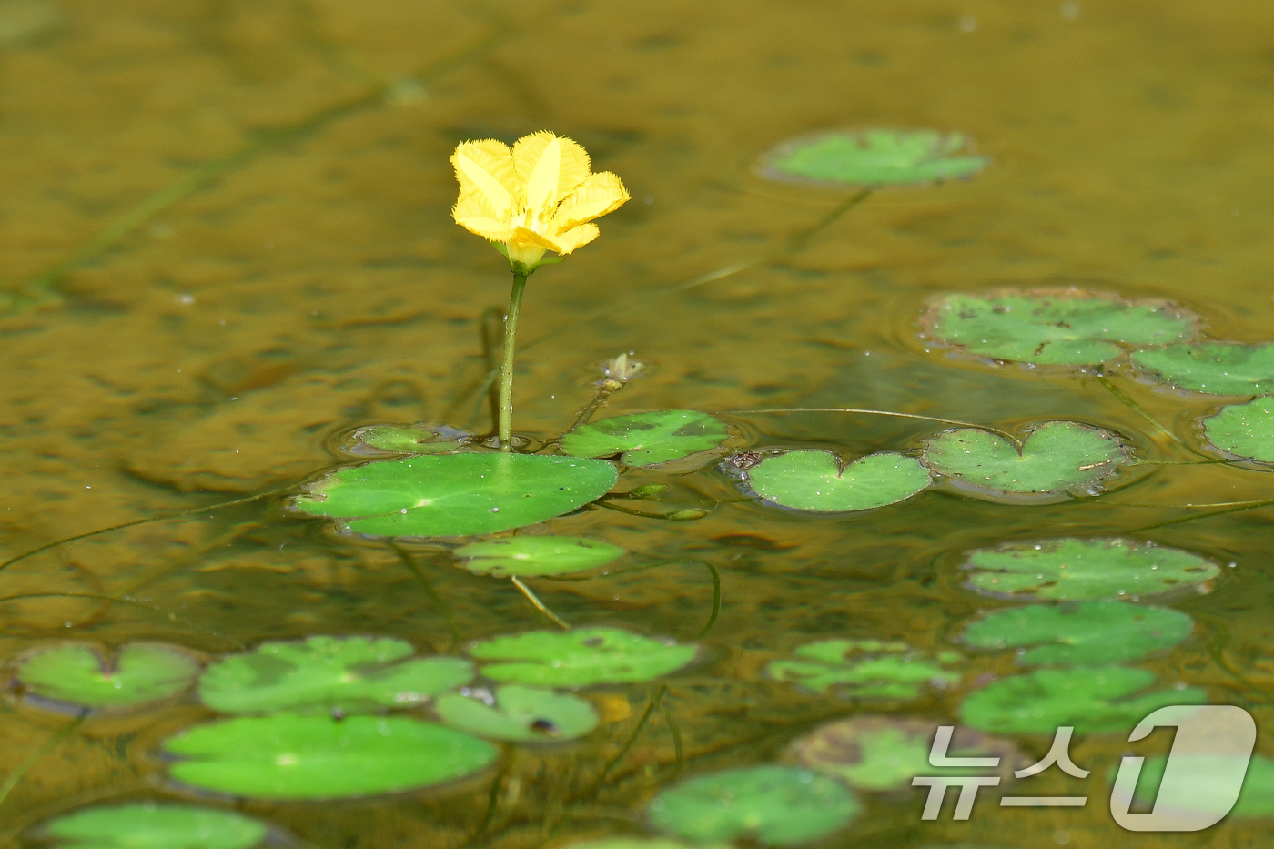 (포항=뉴스1) 최창호 기자 = 18일 경북 포항시가 시청을 찾아오는 민원인과 인근 시민들의 휴식공간으로 조성해 놓은 작은 연못에 어리연꽃 등이 피어있다. 2025.6.18/뉴스1 …