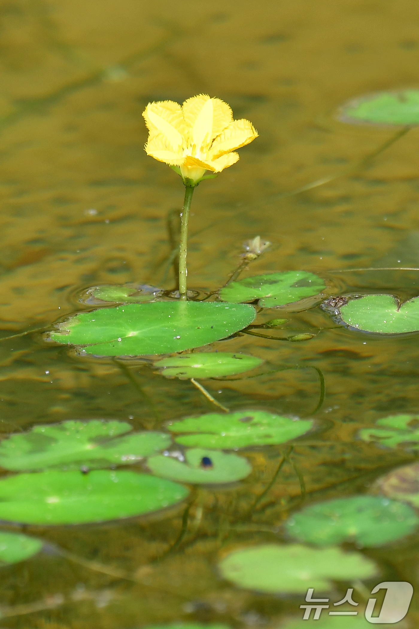 (포항=뉴스1) 최창호 기자 = 18일 경북 포항시가 시청을 찾아오는 민원인과 인근 시민들의 휴식공간으로 조성해 놓은 작은 연못에 어리연꽃 등이 피어있다. 2025.6.18/뉴스1 …