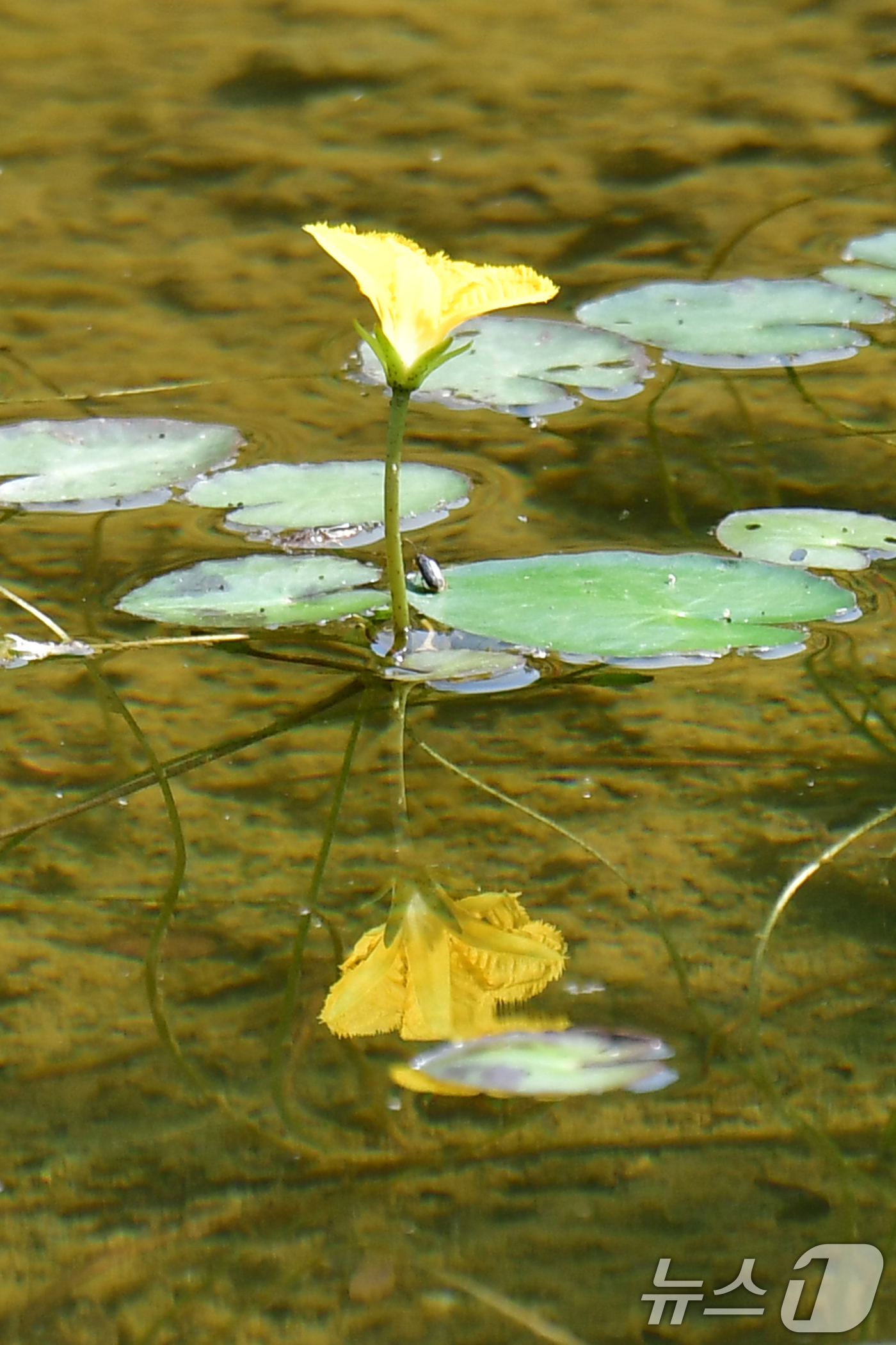 (포항=뉴스1) 최창호 기자 = 18일 경북 포항시가 시청을 찾아오는 민원인과 인근 시민들의 휴식공간으로 조성해 놓은 작은 연못에 어리연꽃이 피어있다. 2025.6.18/뉴스1