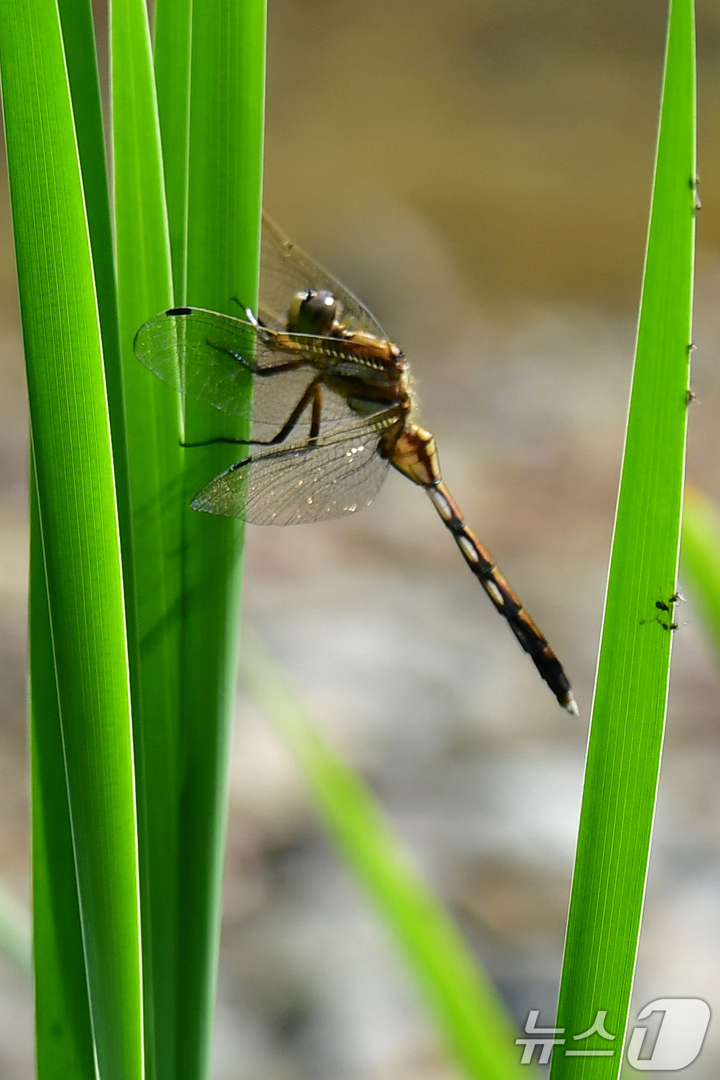 (포항=뉴스1) 최창호 기자 = 18일 경북 포항시가 시청을 찾아오는 민원인과 인근 시민들의 휴식공간으로 조성해 놓은 작은 연못에서 잠자리 한마리가 풀잎에 앉아 쉬고 있다. 202 …