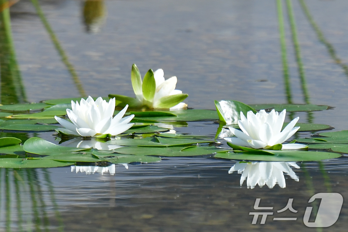 (포항=뉴스1) 최창호 기자 = 18일 경북 포항시가 시청을 찾아오는 민원인과 인근 시민들의 휴식공간으로 조성해 놓은 작은 연못에 수련이 꽃망울을 활짝 터뜨리고 있다. 2025.6 …