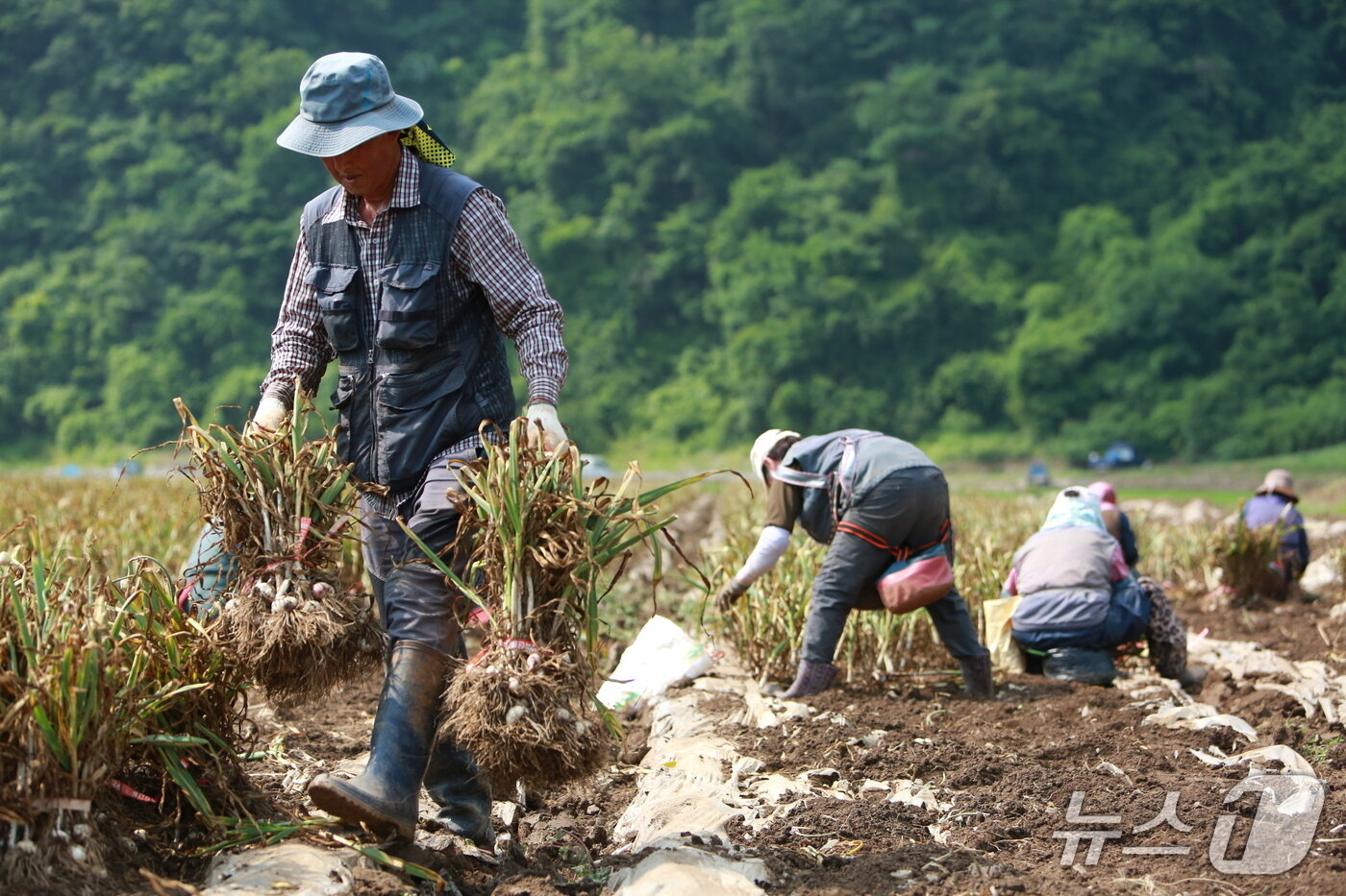 본문 이미지 - 농민들이 단양군 어상천면의 한 마늘밭에서 마늘을 옮기고 있다.2025.6.18./뉴스1 ⓒ News1 손도언 기자 