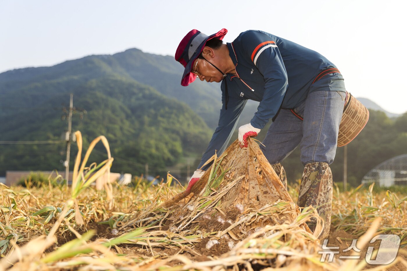 본문 이미지 -  마늘캐는 김문근 단양군수. (단양군 제공. 재판매 및 DB금지)/뉴스1 