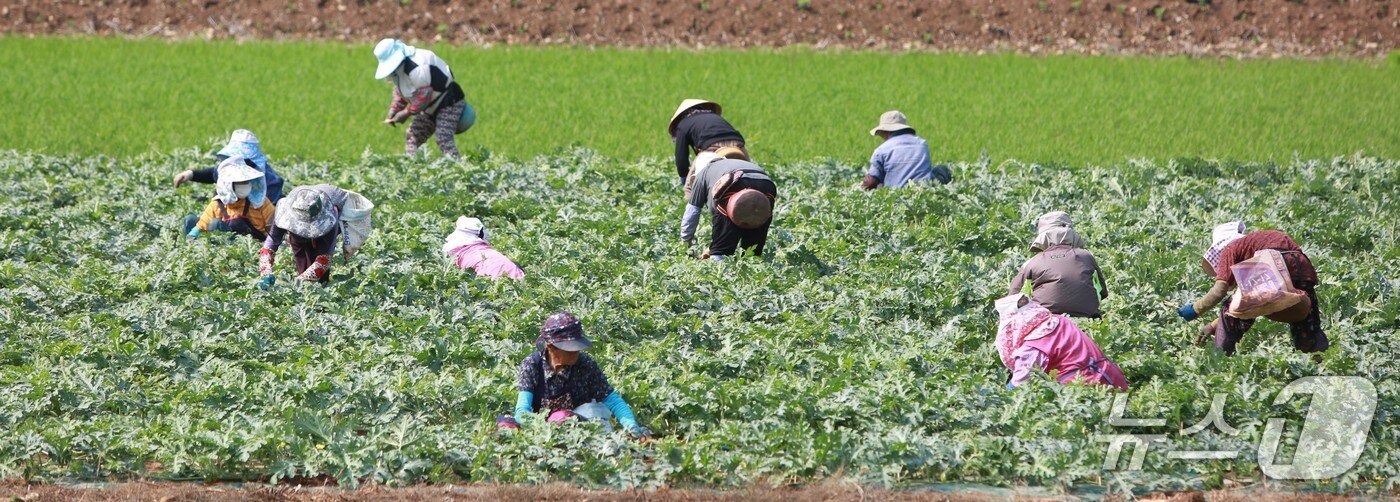 본문 이미지 -  단양군 어상천면 주민 등이 노지 수박밭에서 수박 순을 따며 구슬땀을 흘리고 있다.(단양군 제공. 재판매 및 DB금지)/뉴스1