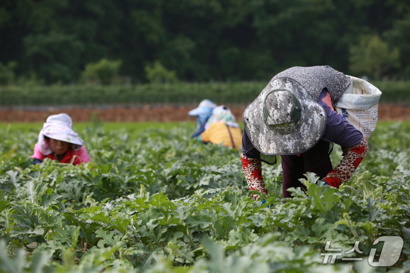 본문 이미지 - 단양군 어상천면 주민이 노지 수박밭에서 수박 순을 따고 있다.(단양군 제공. 재판매 및 DB금지)/뉴스1 