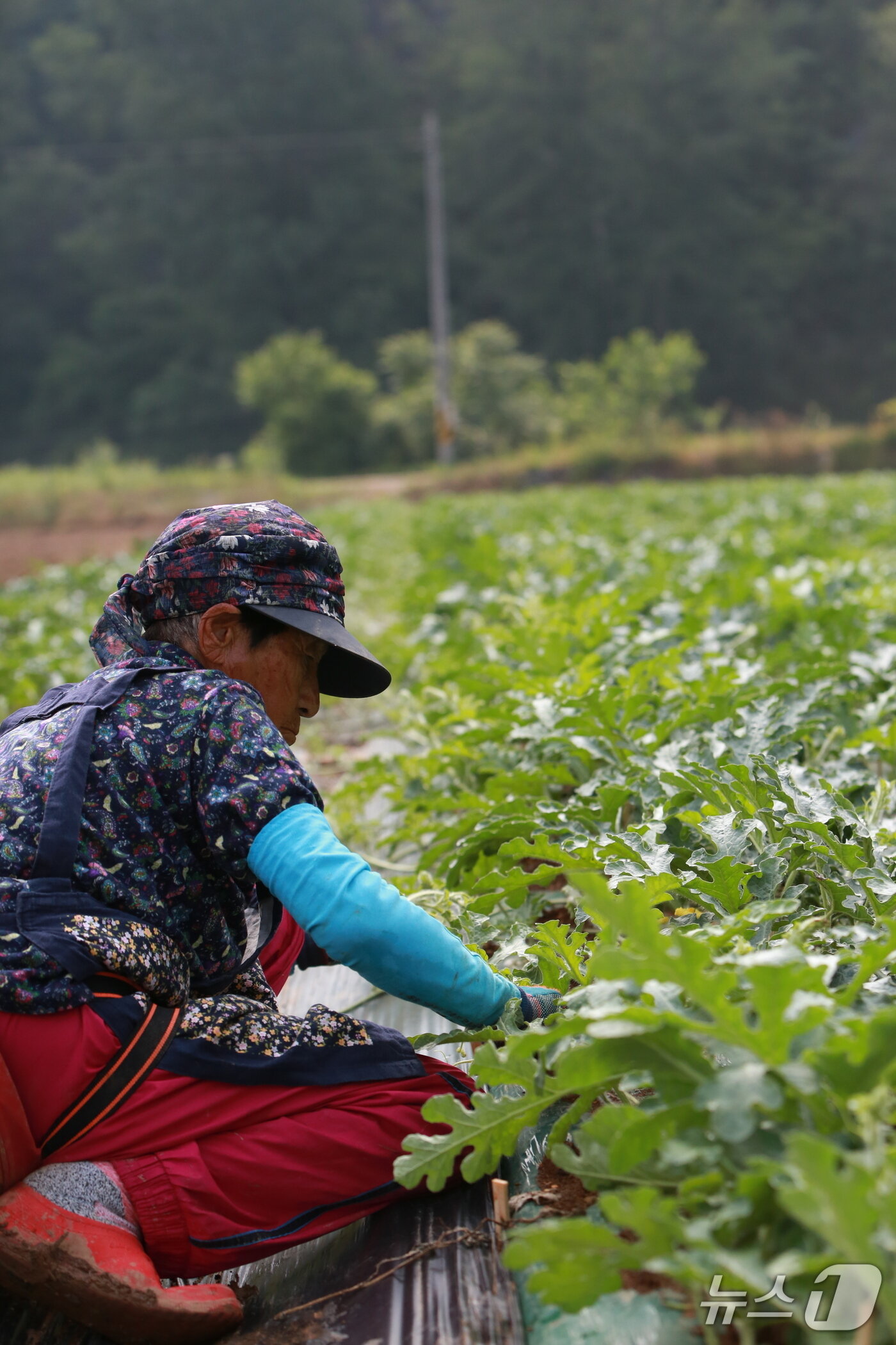 본문 이미지 - 단양군 어상천면 주민이 노지 수박밭에서 수박 순 따기에 힘을 보태고 있다.(단양군 제공. 재판매 및 DB금지)/뉴스1 