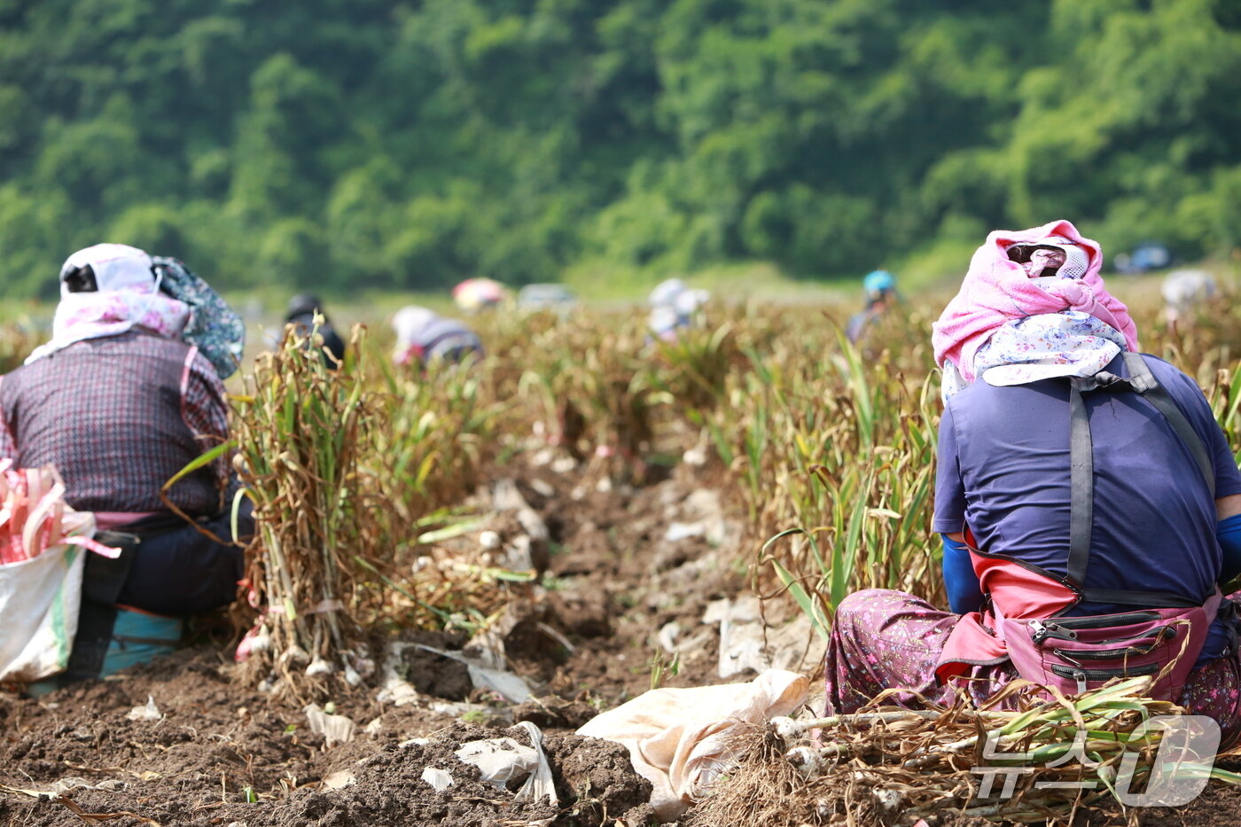 본문 이미지 - 농민들이 단양군 어상천면의 한 마늘밭에서 마늘을 캐고 있다.2025.6.18./뉴스1 ⓒ News1 손도언 기자  