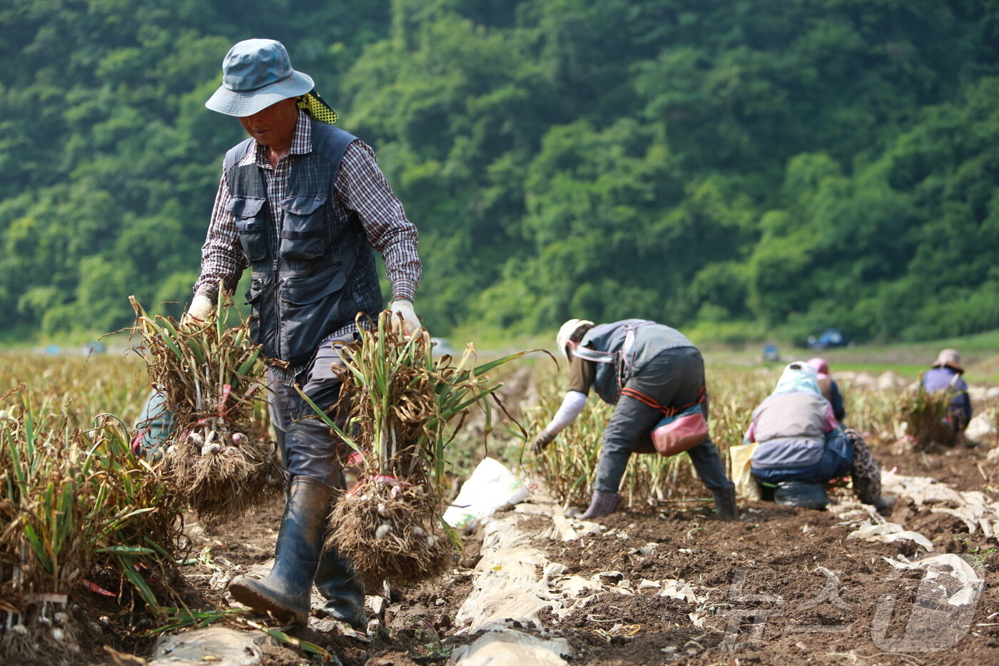본문 이미지 - 농민들이 단양군 어상천면의 한 마늘밭에서 마늘을 옮기고 있다.2025.6.18./뉴스1 ⓒ News1 손도언 기자 2025.6.18/뉴스1 ⓒ News1 손도언 기자
