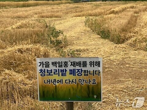 본문 이미지 - 청보리밭&#40;인천 계양구 제공.재판매 및 DB금지&#41;