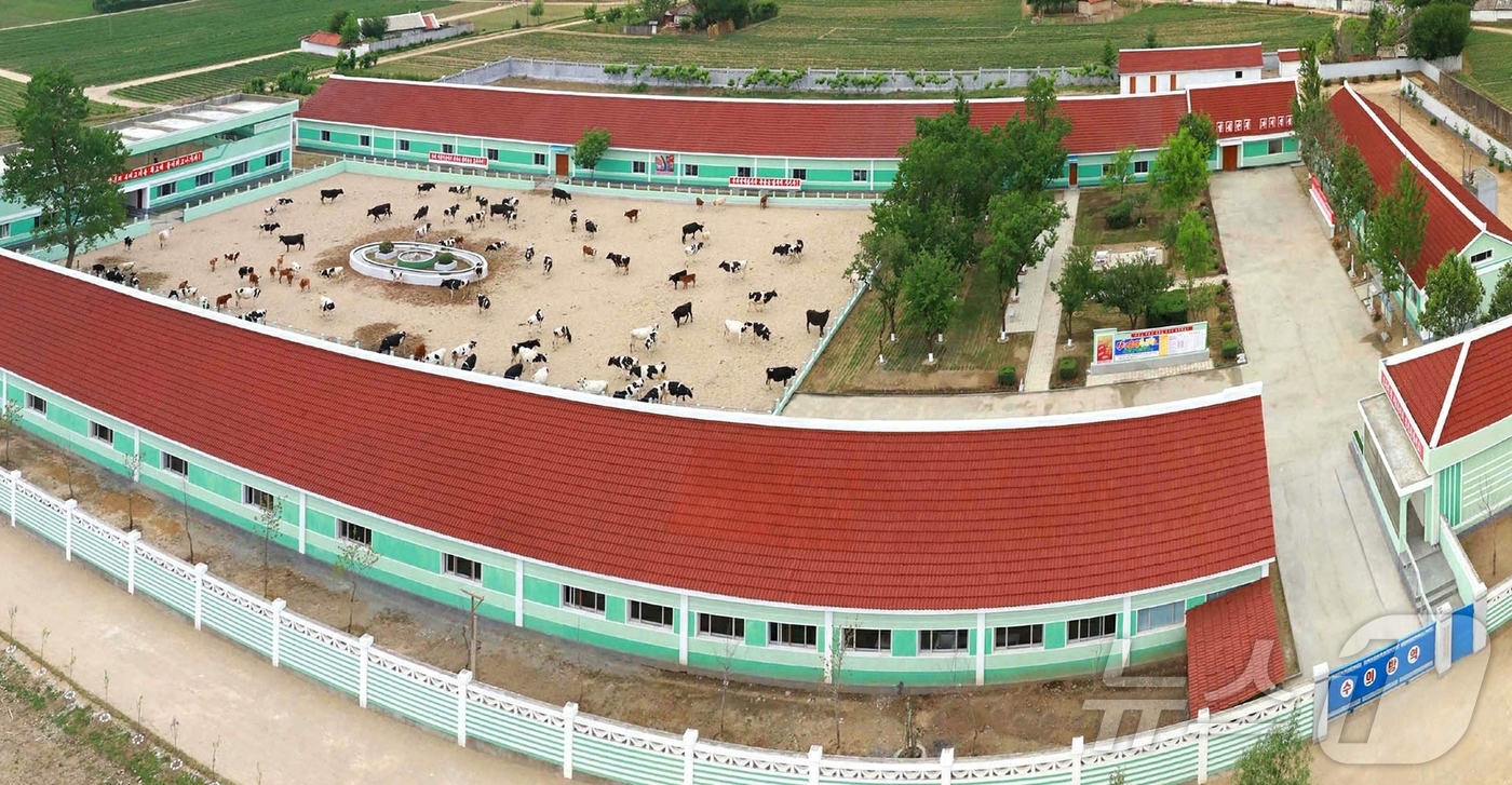 (평양 노동신문=뉴스1) = 북한 노동당 기관지 노동신문은 19일 "지난 4년간 전국적으로 백수십개의 젖소와 염소목장이 신설되거나 개건확장돼 모든 시·군들에 젖제품생산과 공급체계가 …