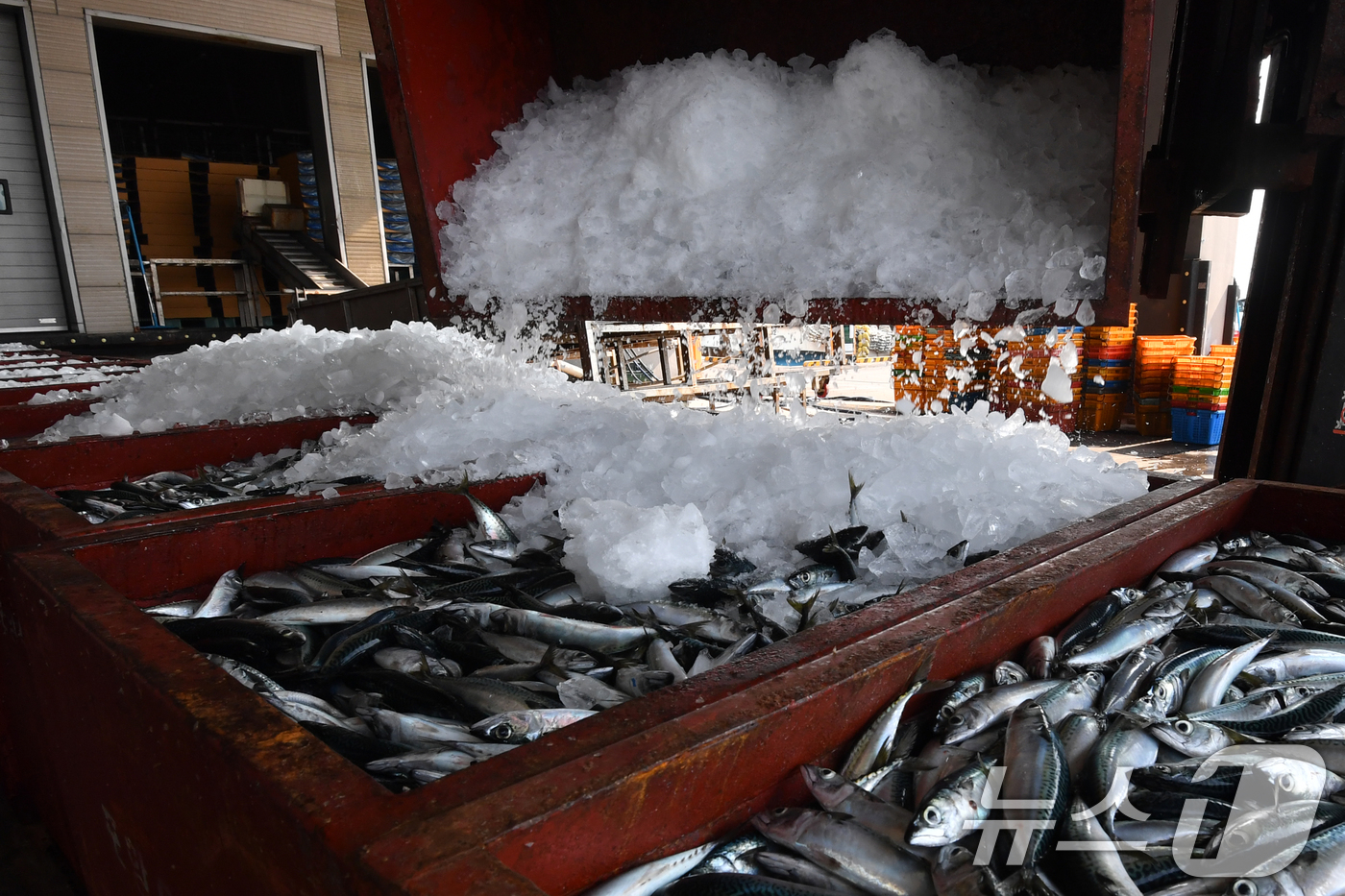 (포항=뉴스1) 최창호 기자 = 19일 경북 포항시 송도동에 있는 포항수협 냉동창고에서 수협 직원들이 갓 잡아온 고등어 위에 얼음을 쏟아붓고 있다. 2025.6.19/뉴스1