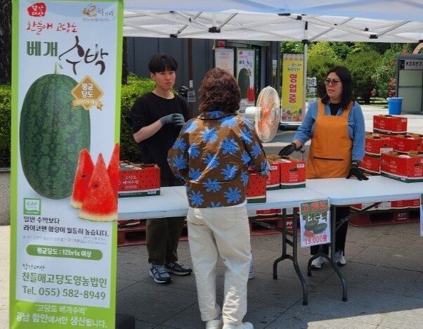 달콤·수분 폭탄…함안 '베개수박' 본격 출하·홍보 행사