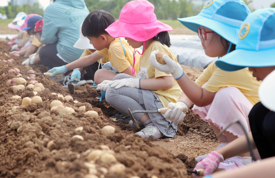 농진청 "봄 감자, 씨감자 색 확인하고 그늘에서 싹 틔우세요"