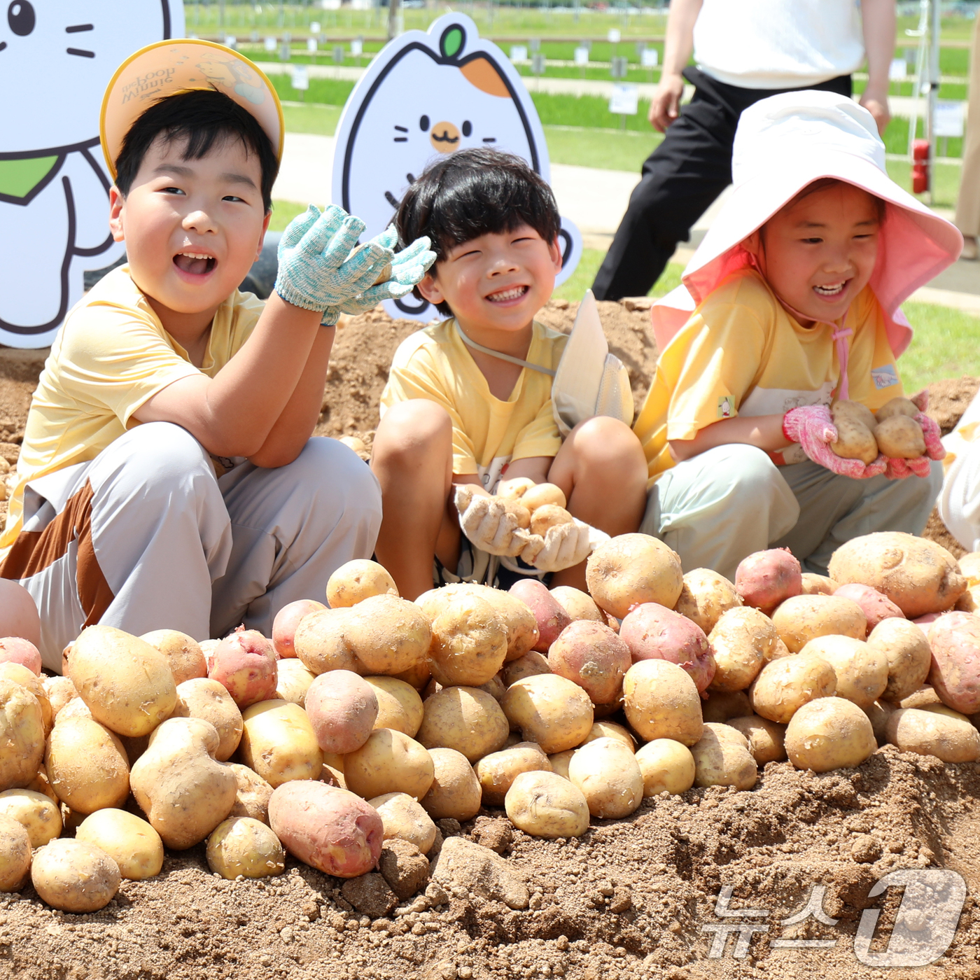 (완주=뉴스1) 유경석 기자 = 19일 전북 완주군 농촌진흥청 국립식량과학원 전시포에서 어린이들이 감자 수확 체험을 하고 있다. 2025.6.19/뉴스1