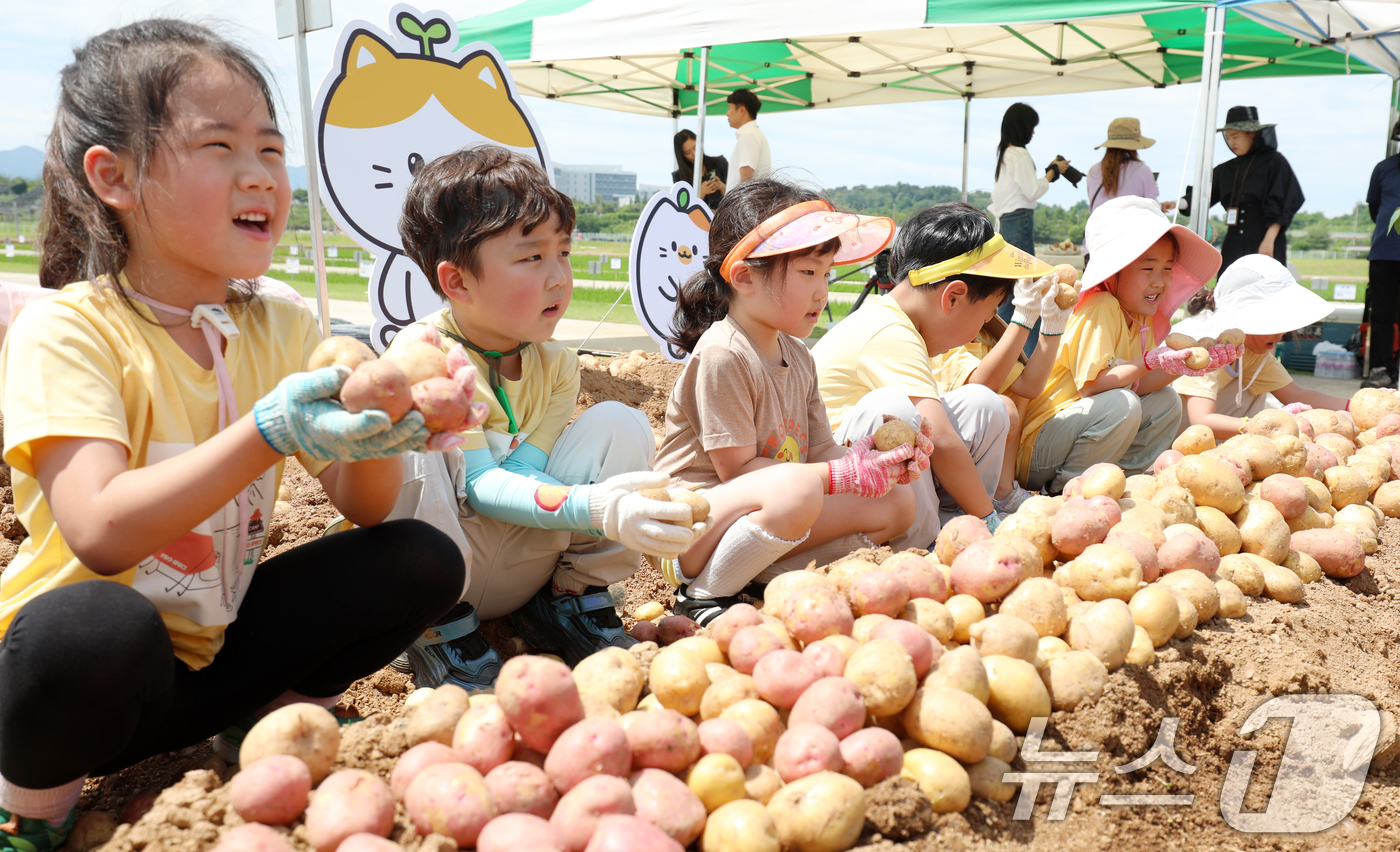 (완주=뉴스1) 유경석 기자 = 19일 전북 완주군 농촌진흥청 국립식량과학원 전시포에서 어린이들이 감자 수확 체험을 하고 있다. 2025.6.19/뉴스1
