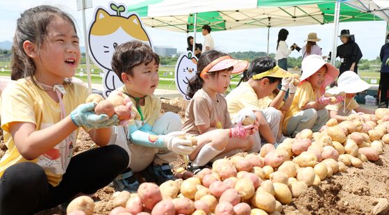 감자 맛 좀 보실래요?