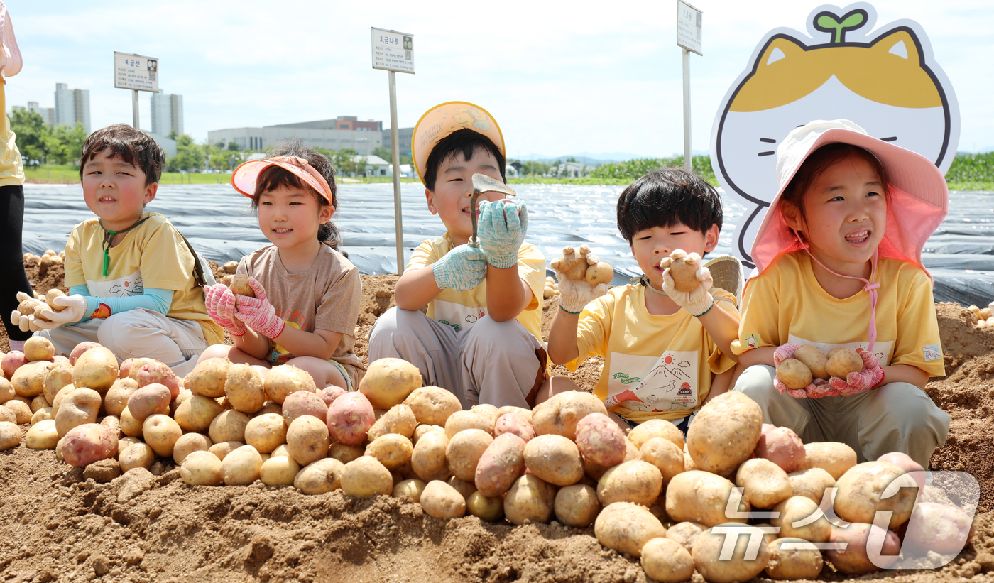 (완주=뉴스1) 유경석 기자 = 19일 전북 완주군 농촌진흥청 국립식량과학원 전시포에서 어린이들이 감자 수확 체험을 하고 있다. 2025.6.19/뉴스1