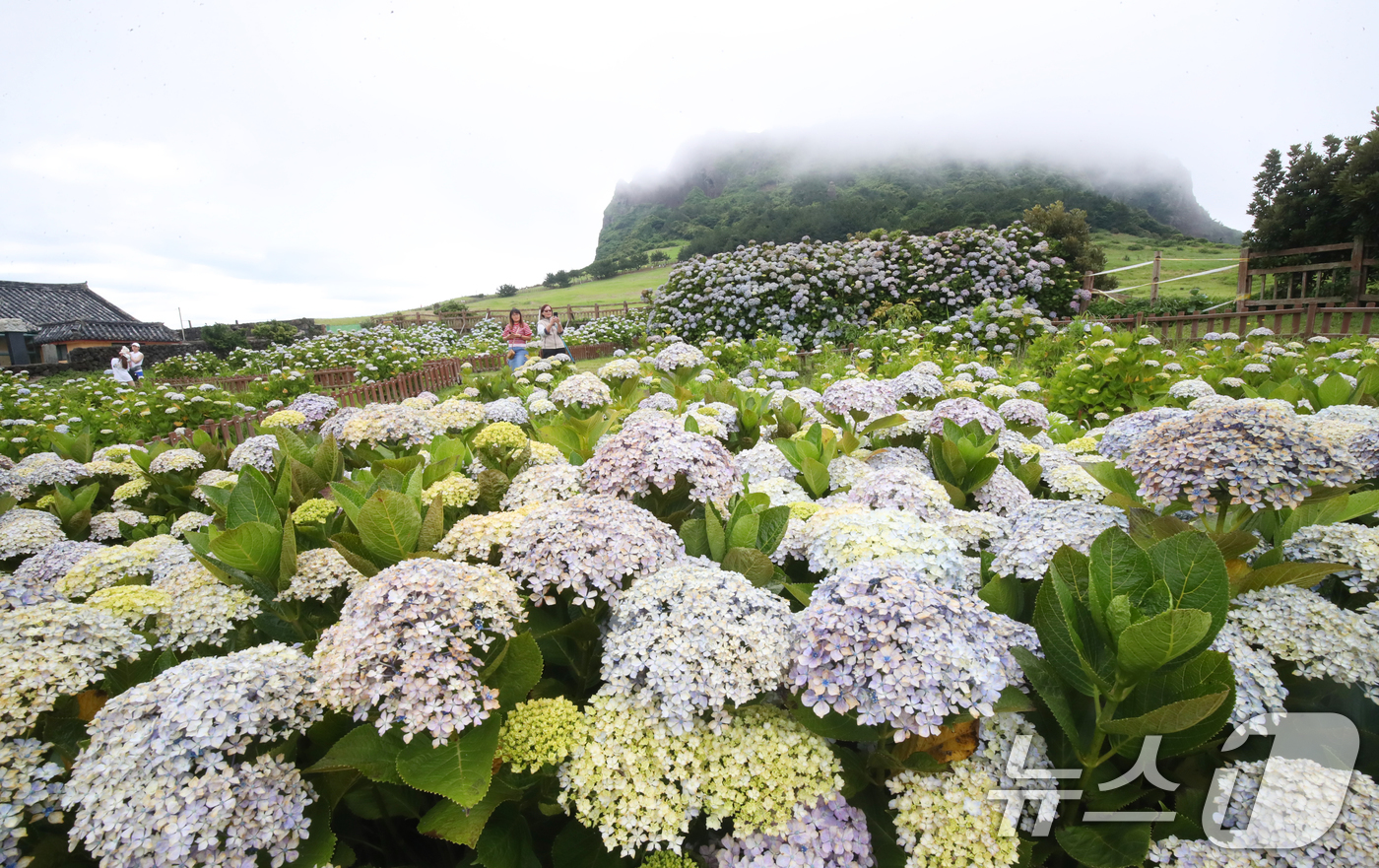 (서귀포=뉴스1) 오현지 기자 = 19일 오전 제주 서귀포시 성산읍 성산일출봉을 찾은 관광객들이 안개 낀 일출봉을 배경으로 수국밭에서 사진을 찍으며 추억을 남기고 있다. 2025. …