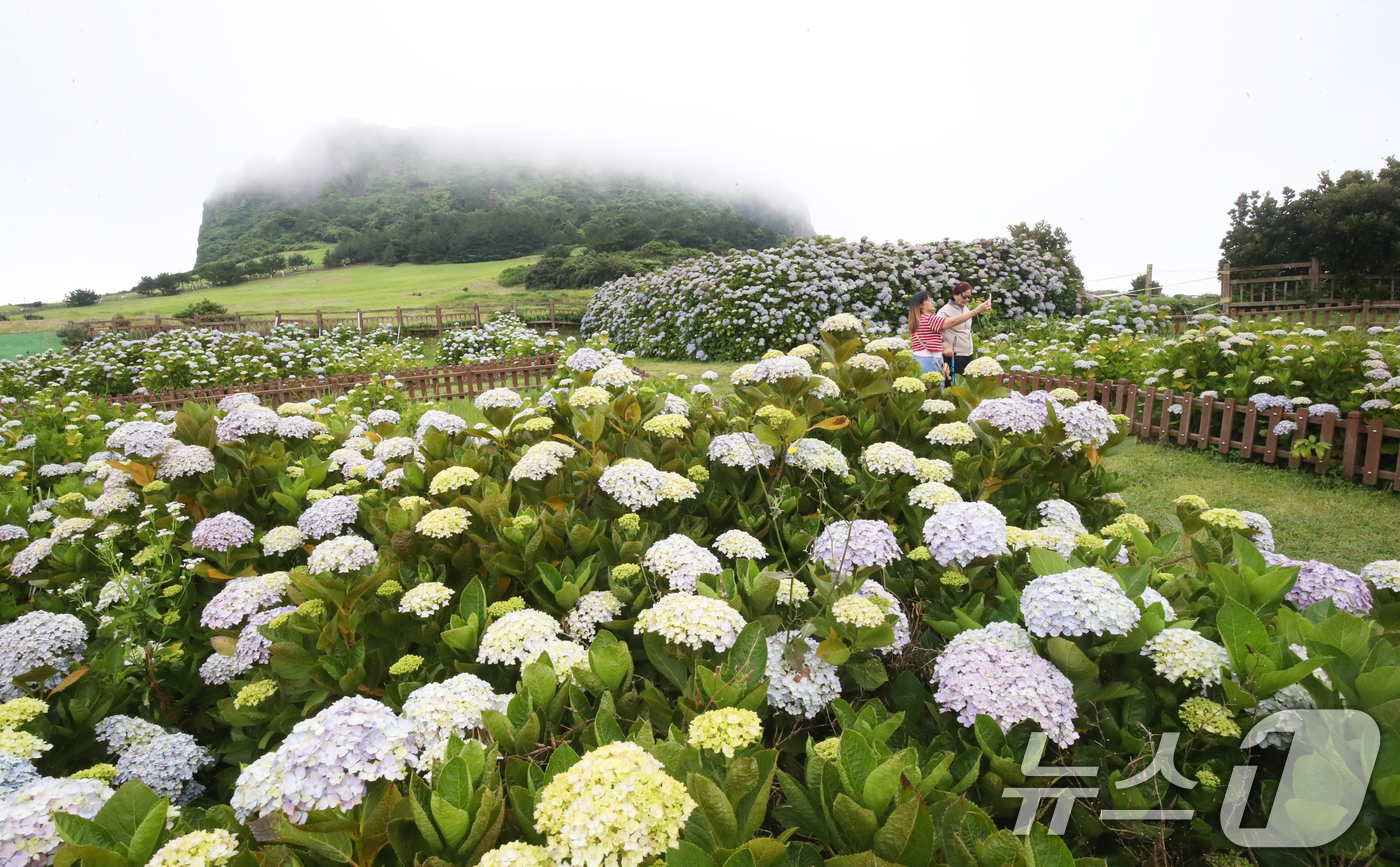 (서귀포=뉴스1) 오현지 기자 = 19일 오전 제주 서귀포시 성산읍 성산일출봉을 찾은 관광객들이 해무 낀 일출봉을 배경으로 수국밭에서 사진을 찍으며 추억을 남기고 있다. 2025. …