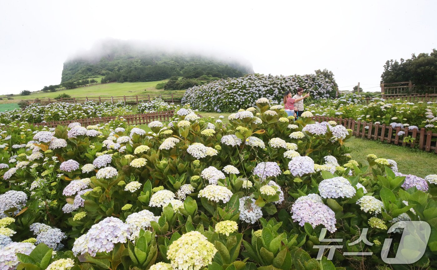 본문 이미지 - 19일 오전 제주 서귀포시 성산읍 성산일출봉을 찾은 관광객들이 해무 낀 일출봉을 배경으로 수국밭에서 사진을 찍으며 추억을 남기고 있다. 2025.6.19/뉴스1 ⓒ News1 오현지 기자