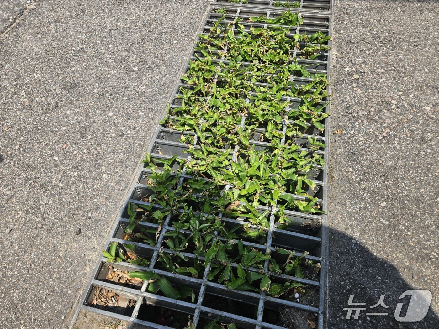 본문 이미지 - 19일 오전 강원 춘천 효자동의 한 배수구가 잡풀과 모래로 덮혀 있었다.2025.6.19 한귀섭 기자   