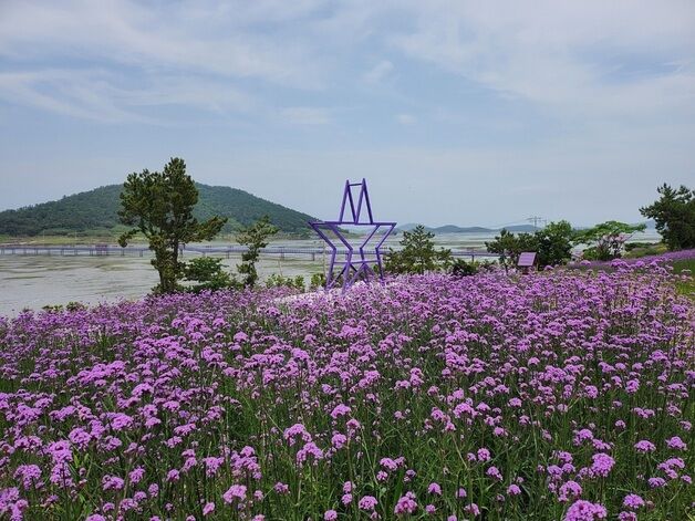 신안 퍼플섬에 활짝 핀 버들마편초…보랏빛 향기 가득