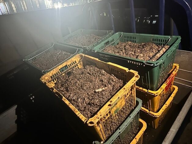 군산 앞바다에 젓갈 찌꺼기 몰래 버린 업자 해경에 '덜미'