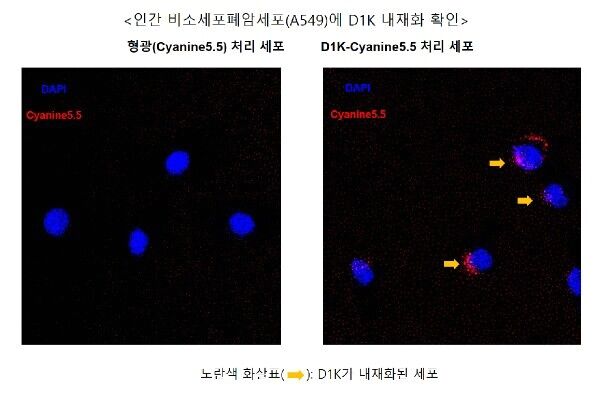 엔솔바이오, TROP2 타깃 항암 PDC 펩타이드 발굴 성공