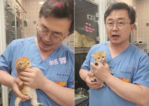 "사심 충전 완료"…수의사 웃게 한 아기냥이, 구조 사연은 뭉클했다