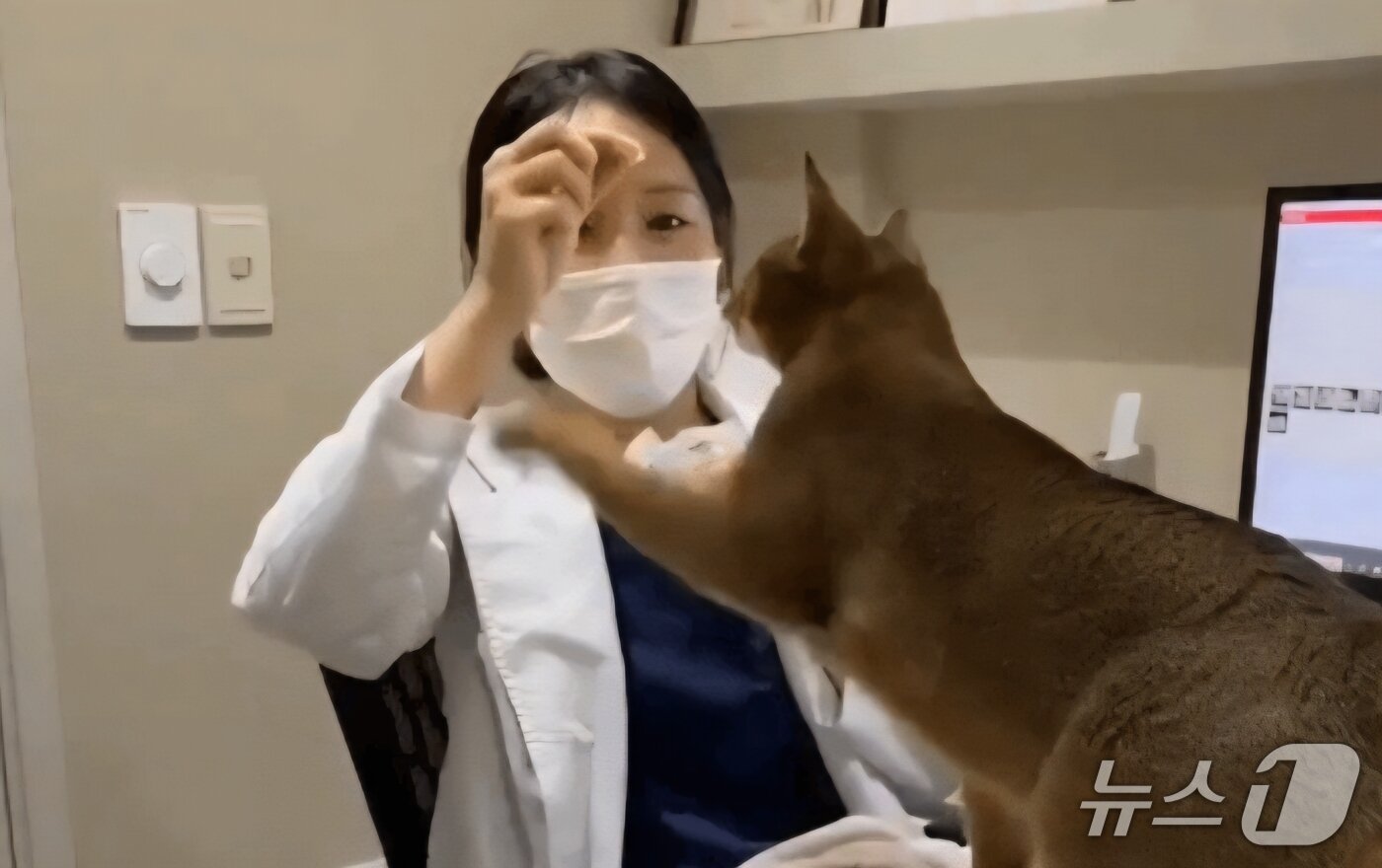 본문 이미지 - 수의사에게 간식을 더 달라고 하는 고양이(으뜸동물의료센터 제공) ⓒ 뉴스1