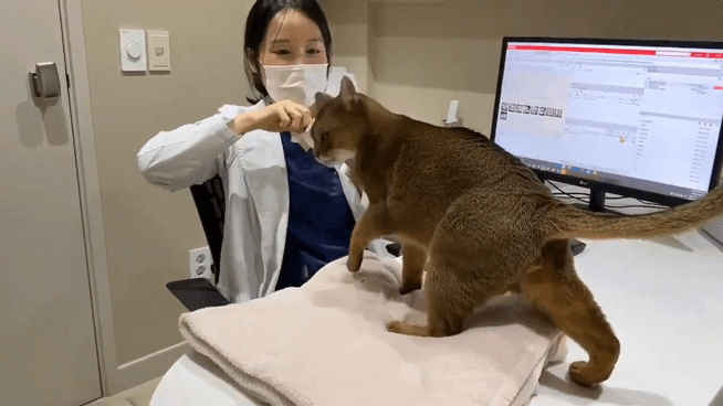 본문 이미지 - 수의사에게 간식을 더 달라고 하는 고양이(으뜸동물의료센터 제공) ⓒ 뉴스1