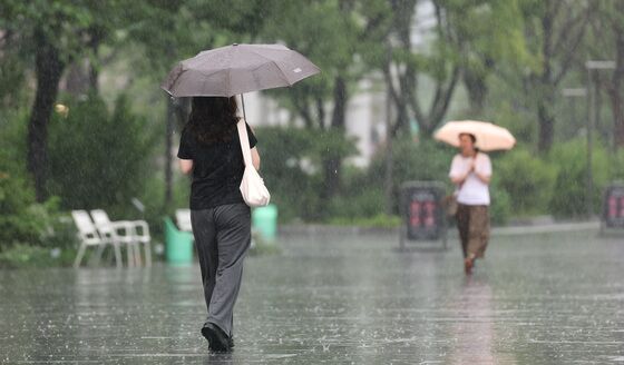 충북 장맛비로 밤새 나무 14그루 쓰러져…인명피해 없어