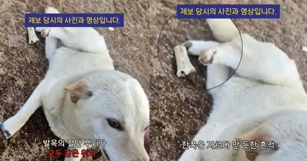 발목 4개 다 잘린 백구 발견…"기어다니며 살아남은 듯, 극단적 학대" 충격